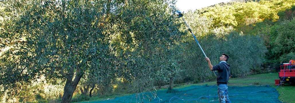 raccolta olive manuale raccolta olive taggiasche anno 2015