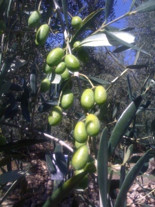 Oliva taggiasca dettaglio olive taggiasche verdi sul ramo prima della raccolta